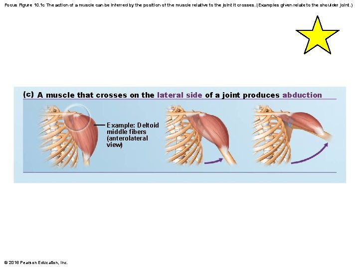 Focus Figure 10. 1 c The action of a muscle can be inferred by