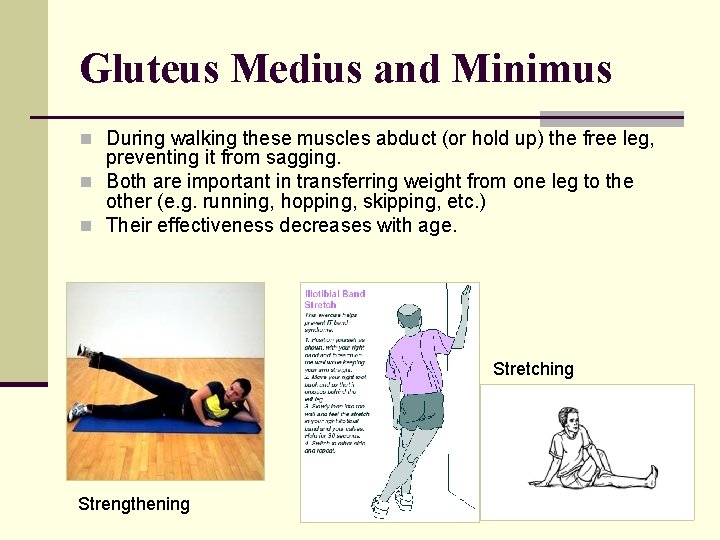 Gluteus Medius and Minimus n During walking these muscles abduct (or hold up) the