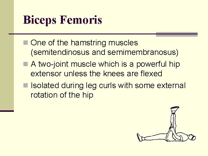 Biceps Femoris n One of the hamstring muscles (semitendinosus and semimembranosus) n A two-joint