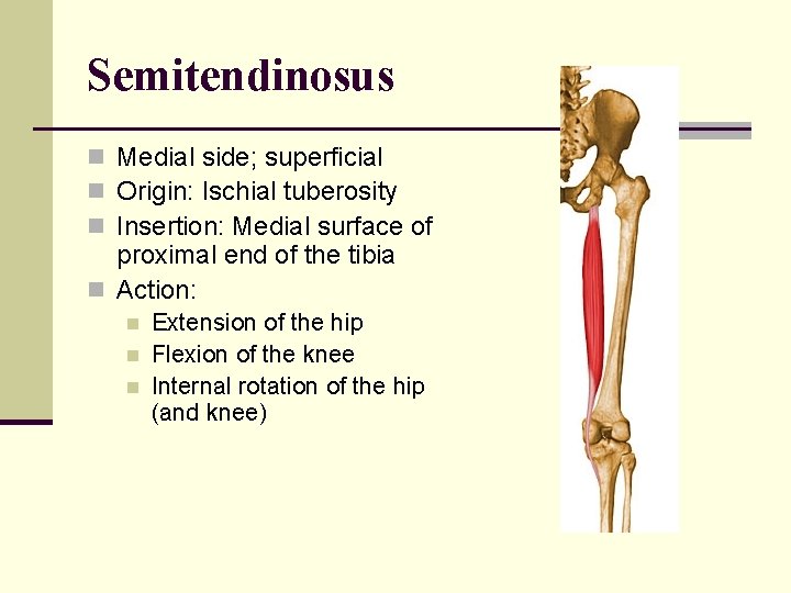 Semitendinosus n Medial side; superficial n Origin: Ischial tuberosity n Insertion: Medial surface of