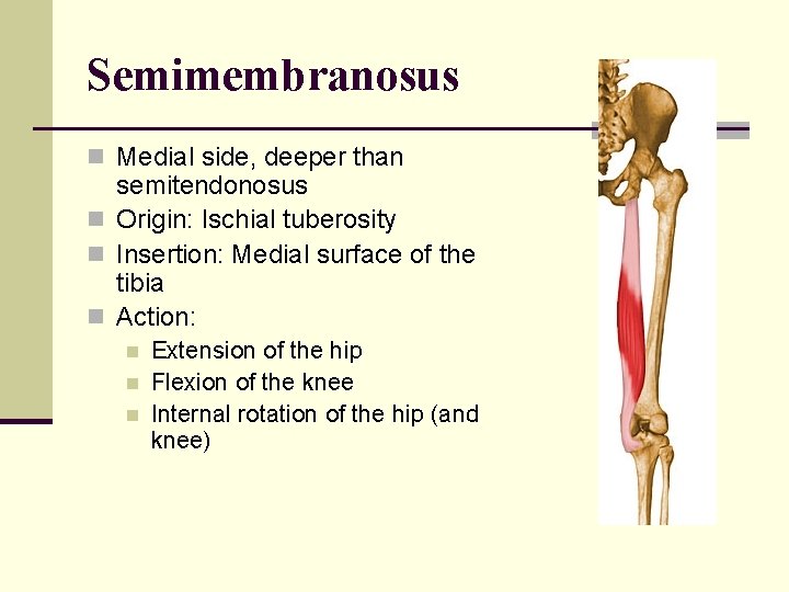 Semimembranosus n Medial side, deeper than semitendonosus n Origin: Ischial tuberosity n Insertion: Medial