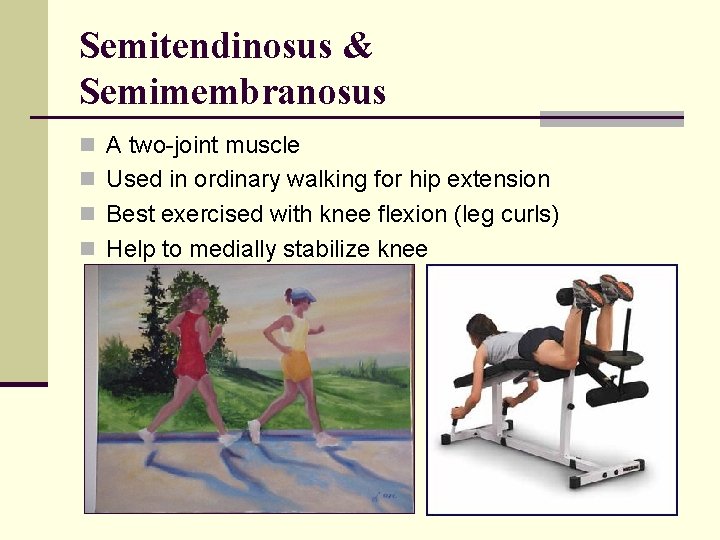 Semitendinosus & Semimembranosus n A two-joint muscle n Used in ordinary walking for hip