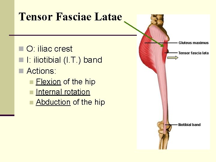 Tensor Fasciae Latae n O: iliac crest n I: iliotibial (I. T. ) band