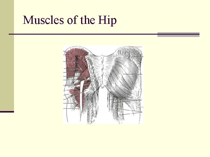 Muscles of the Hip 