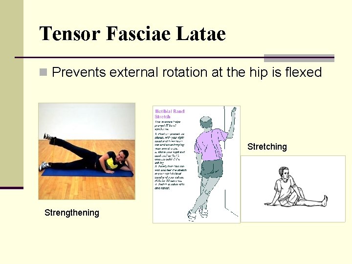 Tensor Fasciae Latae n Prevents external rotation at the hip is flexed Stretching Strengthening