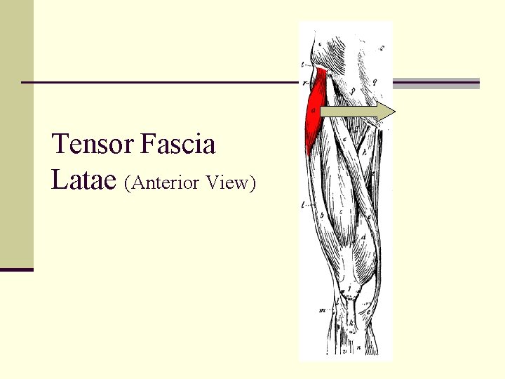 Tensor Fascia Latae (Anterior View) 