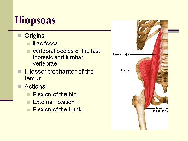 Iliopsoas n Origins: n iliac fossa n vertebral bodies of the last thorasic and