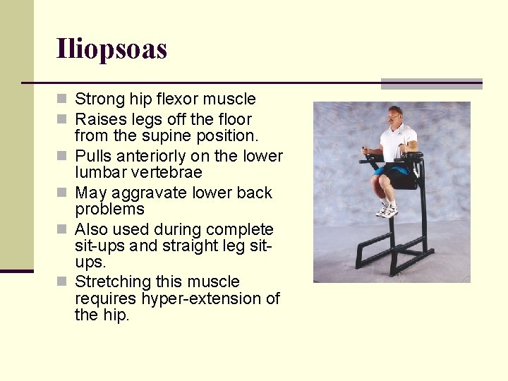 Iliopsoas n Strong hip flexor muscle n Raises legs off the floor n n
