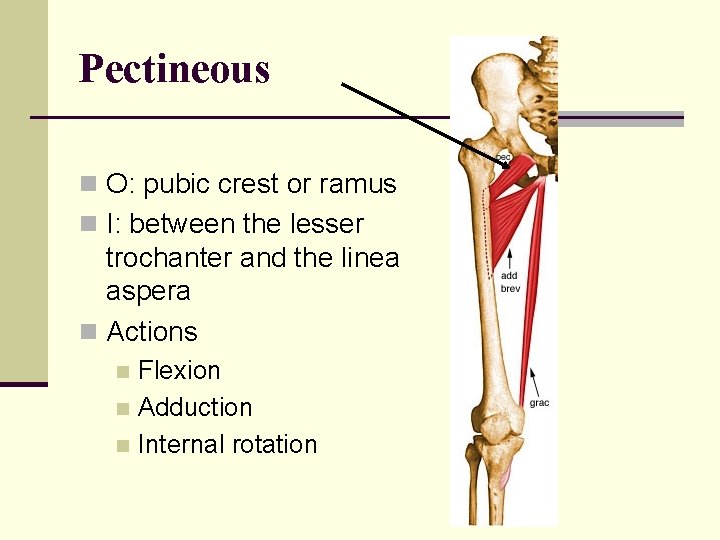 Pectineous n O: pubic crest or ramus n I: between the lesser trochanter and