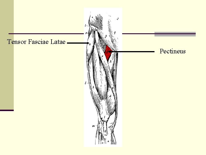 Tensor Fasciae Latae Pectineus 