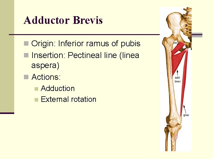 Adductor Brevis n Origin: Inferior ramus of pubis n Insertion: Pectineal line (linea aspera)