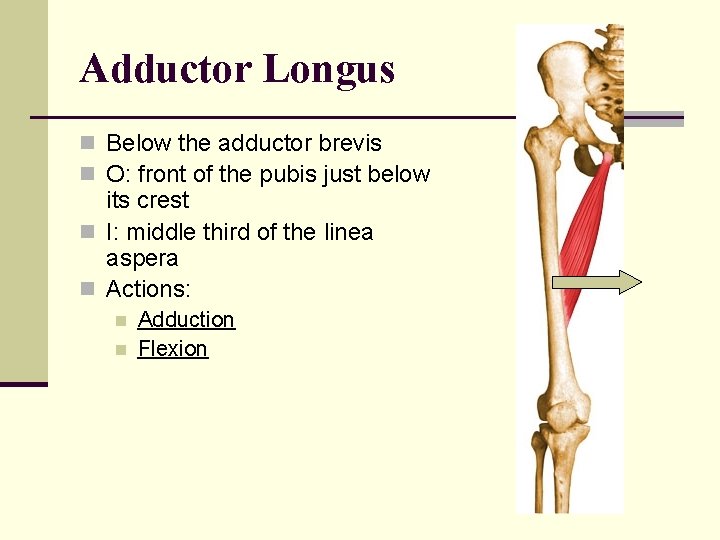 Adductor Longus n Below the adductor brevis n O: front of the pubis just