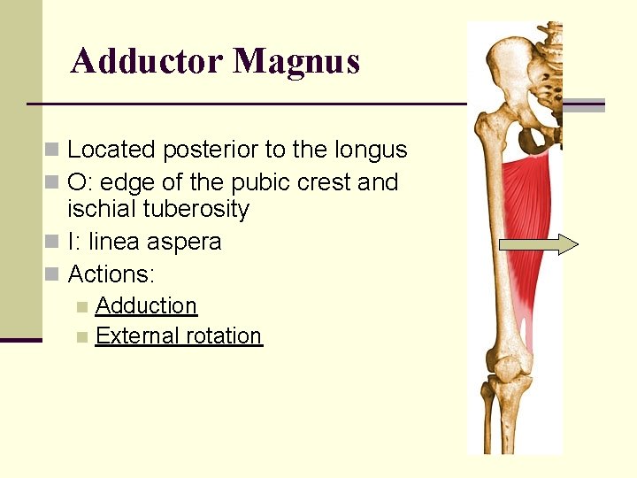 Adductor Magnus n Located posterior to the longus n O: edge of the pubic