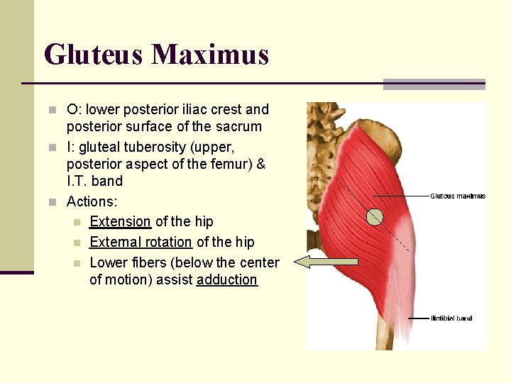 Gluteus Maximus n O: lower posterior iliac crest and posterior surface of the sacrum