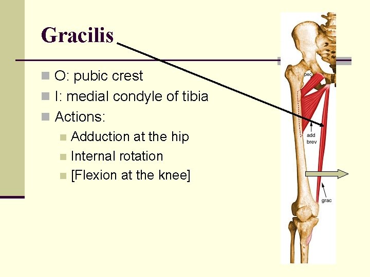 Gracilis n O: pubic crest n I: medial condyle of tibia n Actions: n