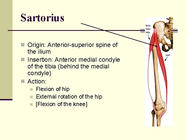 Sartorius n Origin: Anterior-superior spine of the ilium n Insertion: Anterior medial condyle of