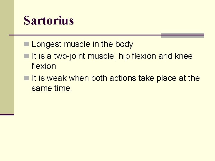 Sartorius n Longest muscle in the body n It is a two-joint muscle; hip