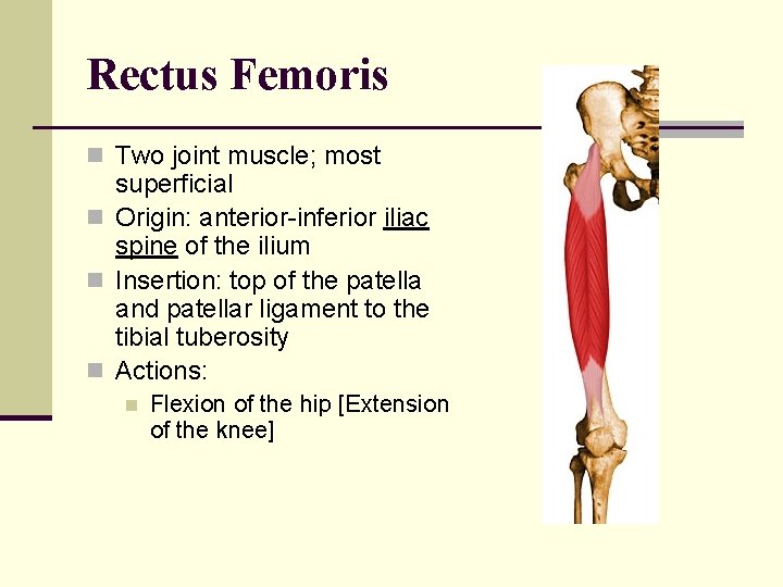 Rectus Femoris n Two joint muscle; most superficial n Origin: anterior-inferior iliac spine of
