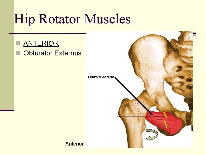 Hip Rotator Muscles n ANTERIOR n Obturator Externus Anterior 