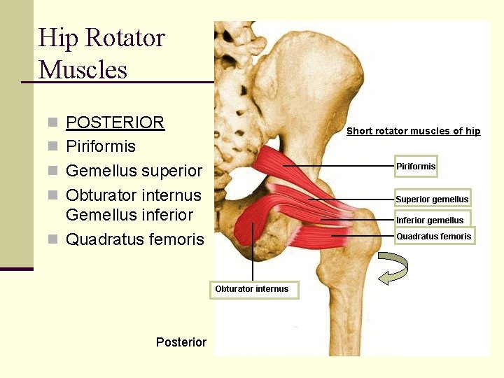 Hip Rotator Muscles n POSTERIOR n Piriformis n Gemellus superior n Obturator internus Gemellus