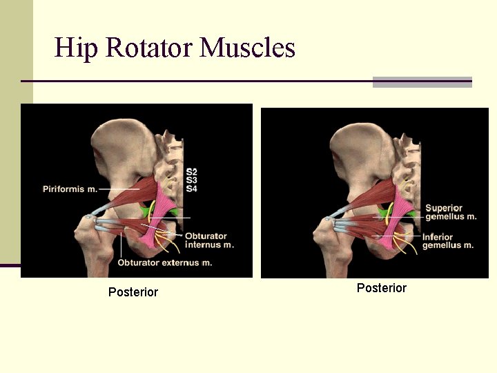 Hip Rotator Muscles Posterior 