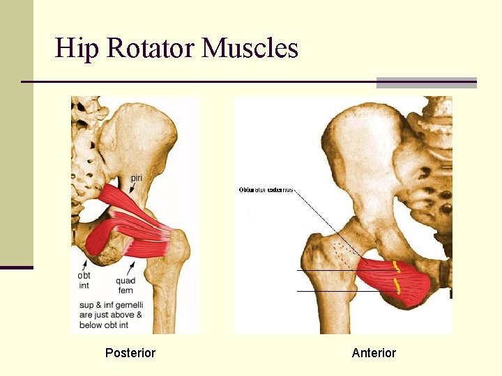 Hip Rotator Muscles Posterior Anterior 