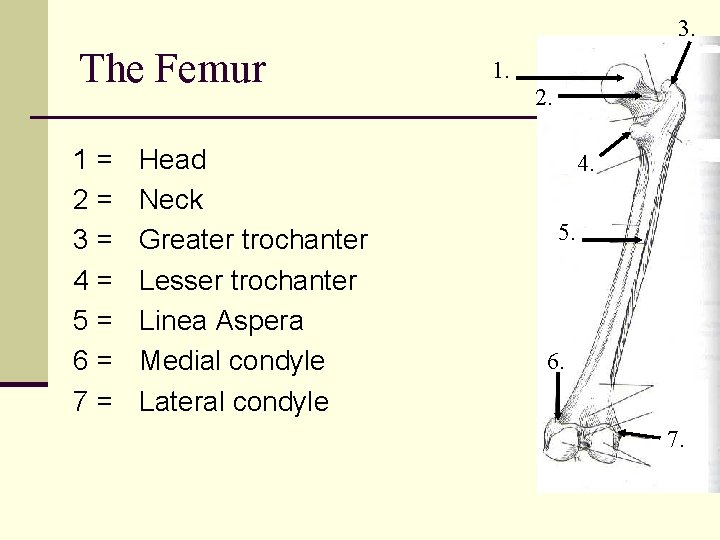 3. The Femur 1= 2= 3= 4= 5= 6= 7= Head Neck Greater trochanter