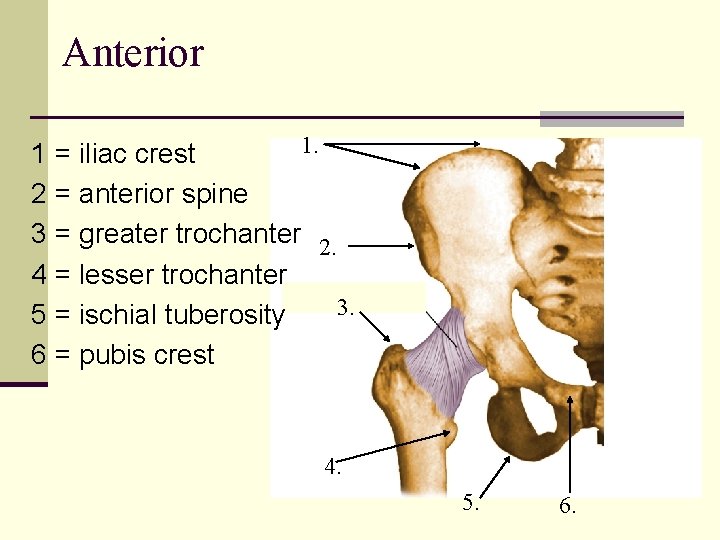 Anterior 1. 1 = iliac crest 2 = anterior spine 3 = greater trochanter