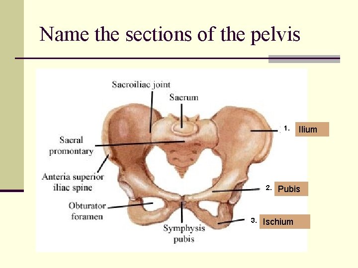 Name the sections of the pelvis 1. 2. 3. Ilium Pubis Ischium 