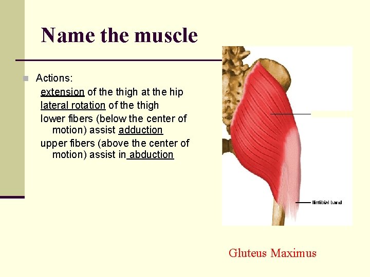 Name the muscle n Actions: extension of the thigh at the hip lateral rotation