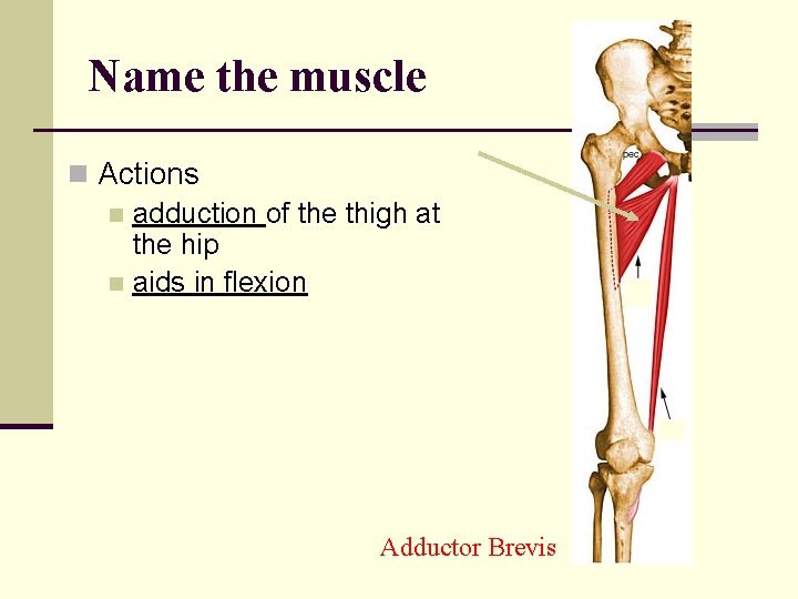 Name the muscle n Actions n adduction of the thigh at the hip n