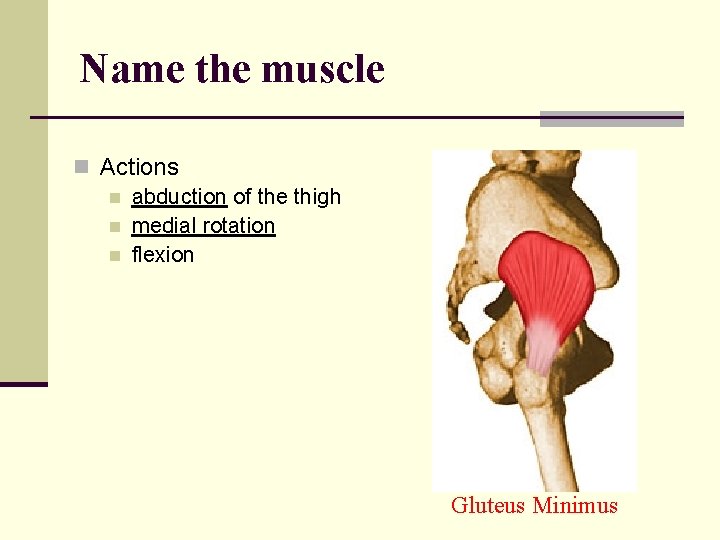Name the muscle n Actions n abduction of the thigh n medial rotation n
