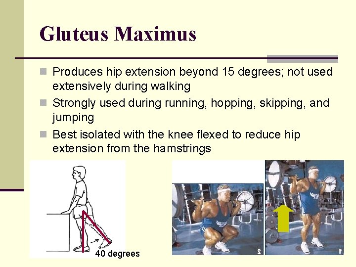 Gluteus Maximus n Produces hip extension beyond 15 degrees; not used extensively during walking