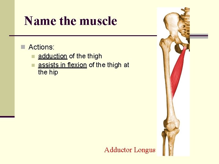Name the muscle n Actions: n adduction of the thigh n assists in flexion