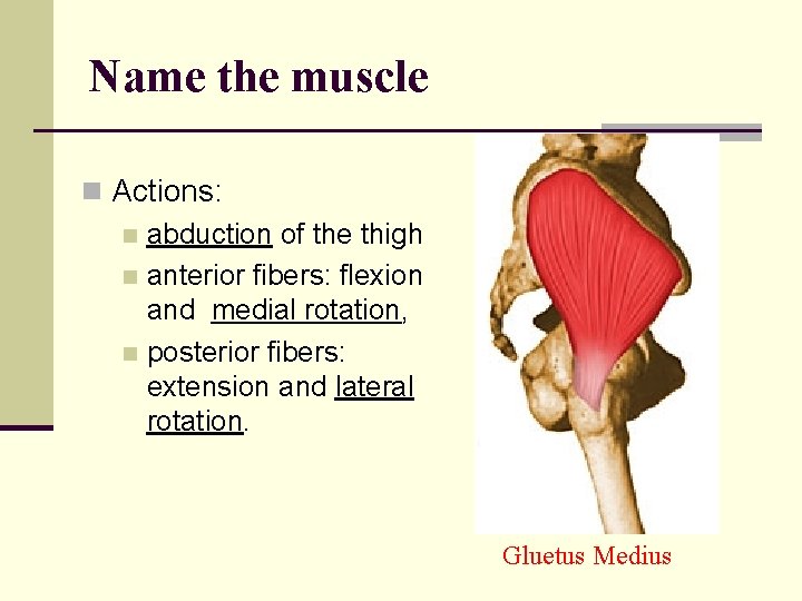 Name the muscle n Actions: n abduction of the thigh n anterior fibers: flexion