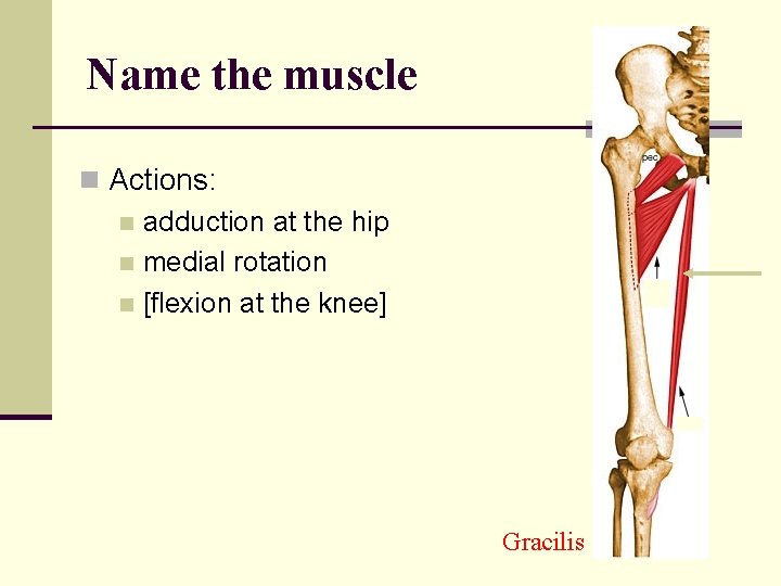 Name the muscle n Actions: n adduction at the hip n medial rotation n