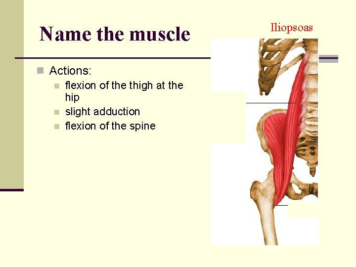Name the muscle n Actions: n flexion of the thigh at the hip n