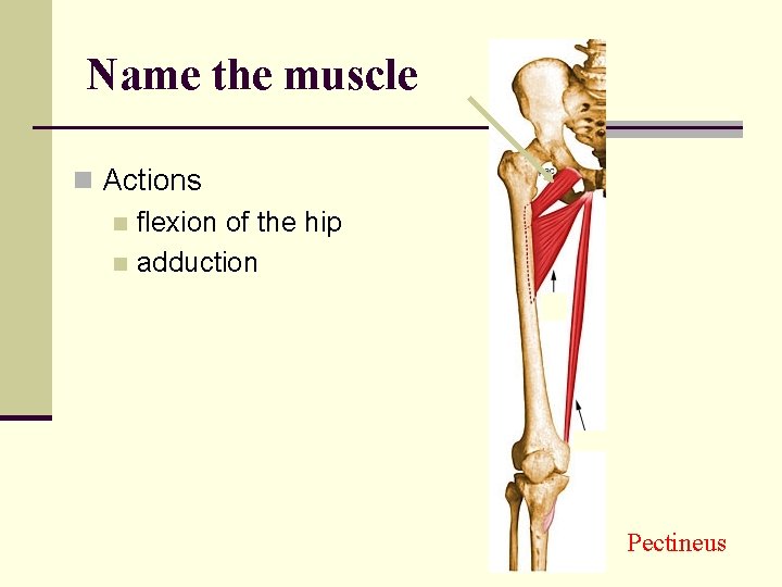 Name the muscle n Actions n flexion of the hip n adduction Pectineus 