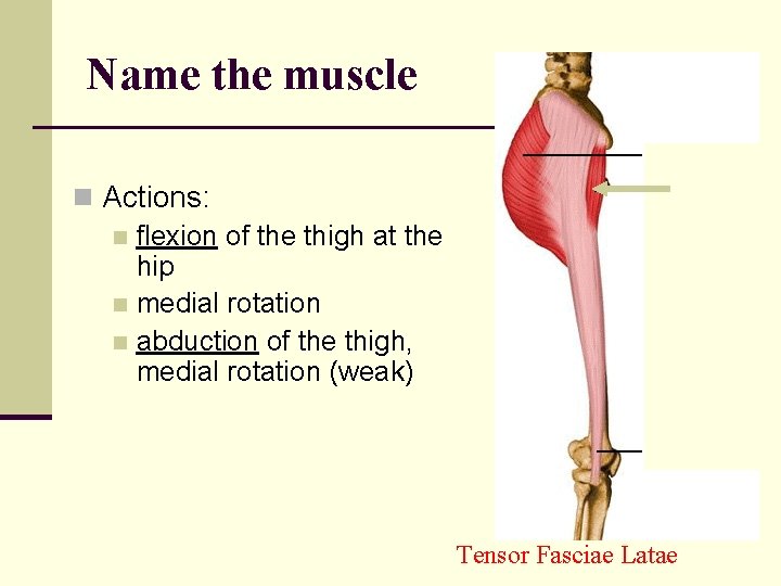Name the muscle n Actions: n flexion of the thigh at the hip n