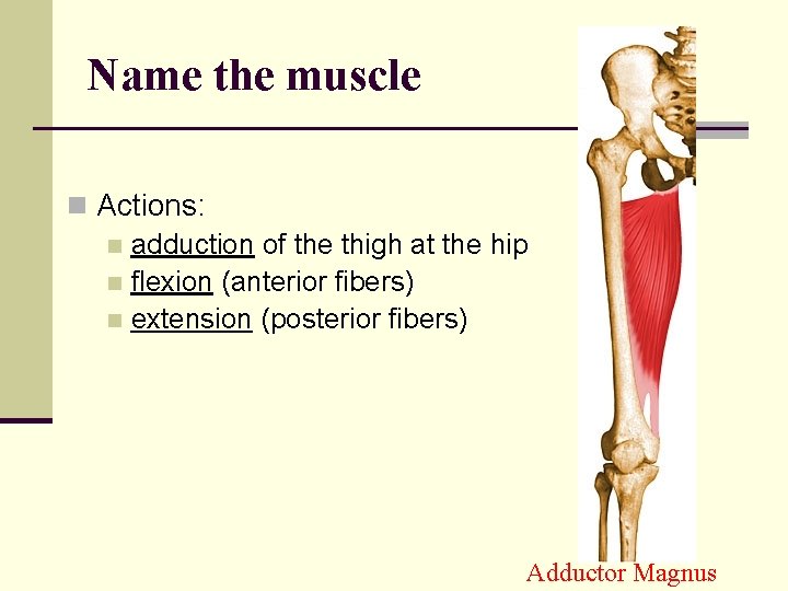 Name the muscle n Actions: n adduction of the thigh at the hip n