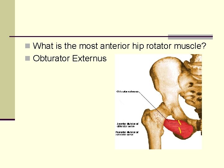 n What is the most anterior hip rotator muscle? n Obturator Externus 