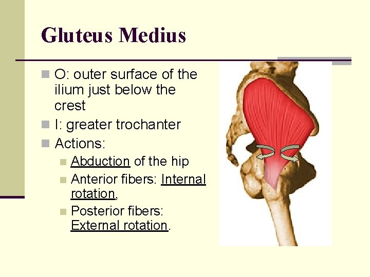 Gluteus Medius n O: outer surface of the ilium just below the crest n