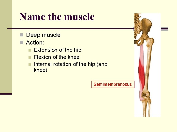 Name the muscle n Deep muscle n Action: n Extension of the hip n