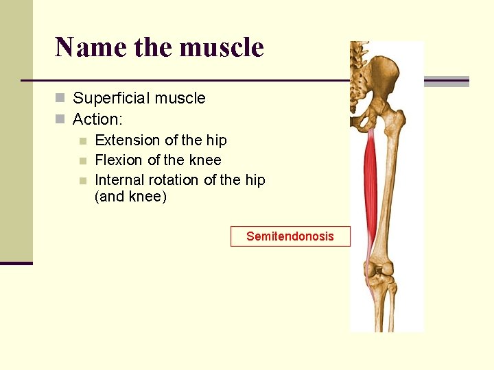 Name the muscle n Superficial muscle n Action: n Extension of the hip n