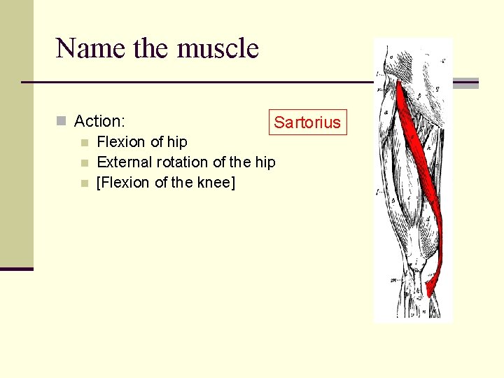Name the muscle n Action: Sartorius n Flexion of hip n External rotation of