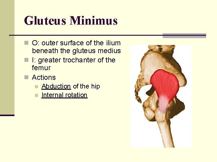 Gluteus Minimus n O: outer surface of the ilium beneath the gluteus medius n