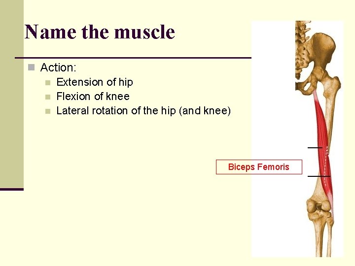 Name the muscle n Action: n Extension of hip n Flexion of knee n