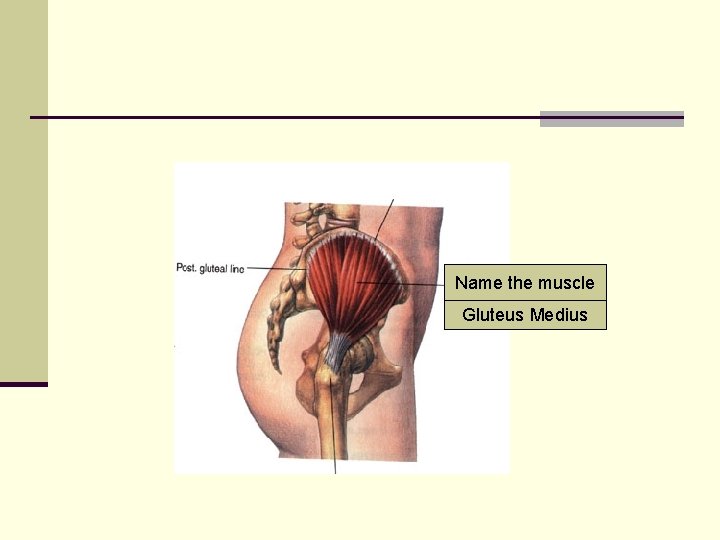 Name the muscle Gluteus Medius 