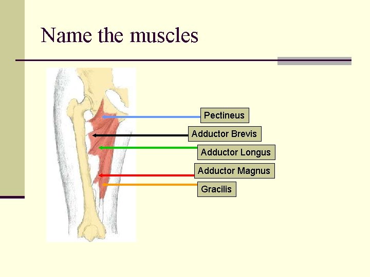 Name the muscles Pectineus Adductor Brevis Adductor Longus Adductor Magnus Gracilis 