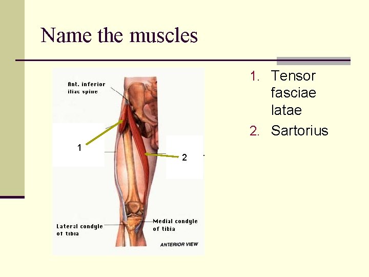 Name the muscles 1. Tensor fasciae latae 2. Sartorius 1 2 